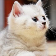 ��è����è����ô�죨ͼ��