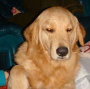 ����ǰ�ȹؽ�������ô��