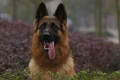 �������̳����೤ʱ�����Զ��̣�