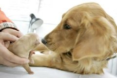 �ճ�����С����ôι������ͼ��