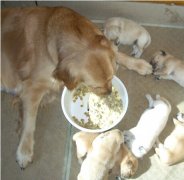 ����������β���Ӫ����ͼ��