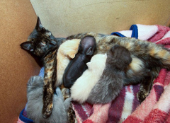 è����鴤��ô��