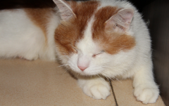 ����è���ʲô��