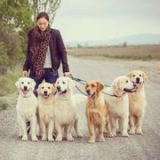 ��ë�ʺ����ֹ���������ͼ��