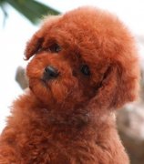 ������̩������ô�죨ͼ��