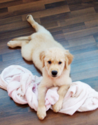 3���´󹷹���Ӫ����