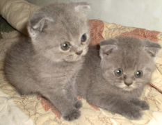 �ճ�����Сè��ʲô��