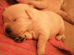 ������ôι������