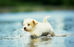 ţͷ����Ȯ��ʲô�̷ۺã�