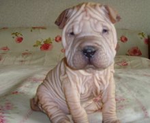 ɳƤ��Ȯ��ʲô��