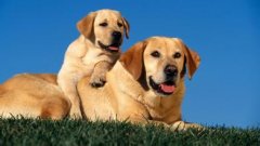 ����Ӫ�����ʲô������ͼ��