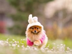 ����΢��Ԫ��ιʳ���ٺ��ʣ�����ͼ��