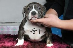 ��ʿ�滳����ôι��������ͼ��