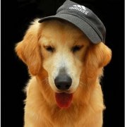 ��ë������β���Ӫ����ͼ��