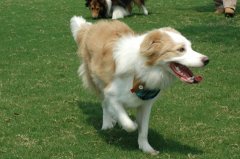 ����ı�����ʲô���̷ۺã�