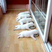 ��Ȯ�ڶ��̺󹷱���������