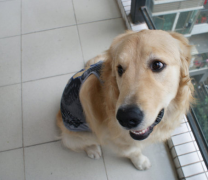 8���µĽ�ë��ôι��