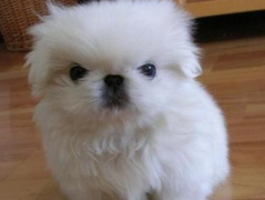 ������Ȯ��ʲô��