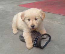 ����������Ȯ��ʲô��