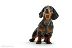 ���ﹷ���������ó�ʲô������ͼ��