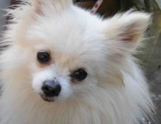 ���ﹷ��Ҫ������ЩӪ����