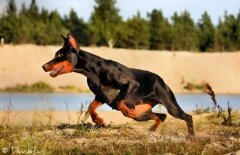 �ű�ȮӪ����������