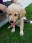 ��ëʳ�����ʲô������ͼ��