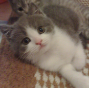 ��è��ôι������è��ʲô��