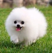 ����ʳ������ô�죿����ͼ��