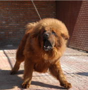 ��������������ô����Ӫ����