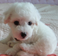 ����ȮӪ��������ô�죿