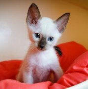 ����è����ɶ��ͼ��