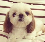 ̩����Ѫ��ʲôҩ