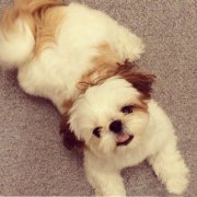 ��ë���Զ���û����