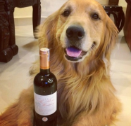 �ĸ��´�����ʲô