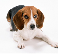 �������۳�ʲô����Ӫ��