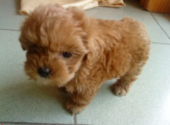 2����̩��һ��ι����