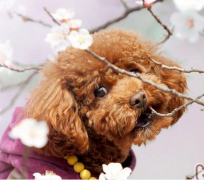 ̩�ϱ���е�ϡ������