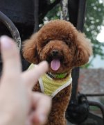 ̩�������ӳ�ʲôҩ