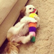 ����Ȯ����Ƥ������ʲô