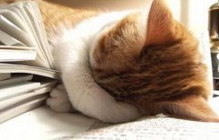 è����Ż����ô���£�