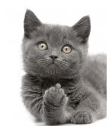 �ȵ�è�����־�����