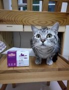 è����ϡ���Գ���������