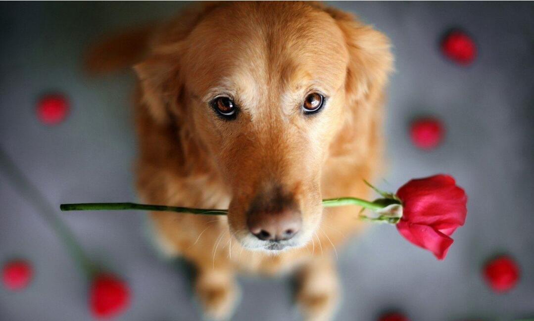 ���ȵǱ���������������ѡ����Ϊ�Լ�