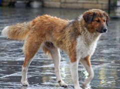 ��������������ͬ����ֵ�����ȵǰ��Ľ�����