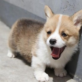 ��Ȯ�ɳ��ڼ���Ҫ������ЩӪ��?����Ȯ����