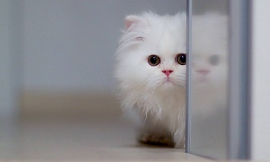 Ϊʲôè�䳦θ����Ҫ�����ڳ�θ��?�ȵǳ�